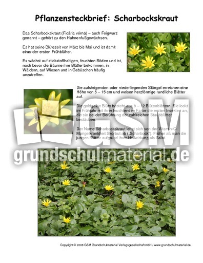 Steckbrief-Scharbockskraut.pdf